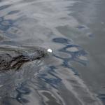 OTRA2014_1586 (September 03, 2014)